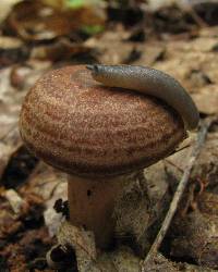 Lactarius quietus var. incanus image