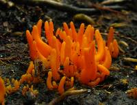 Clavulinopsis aurantiocinnabarina image