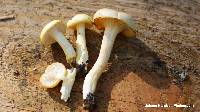 Hygrophorus chrysodon image