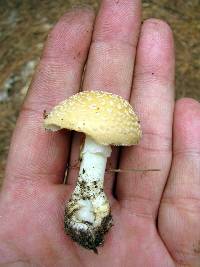 Amanita crenulata image