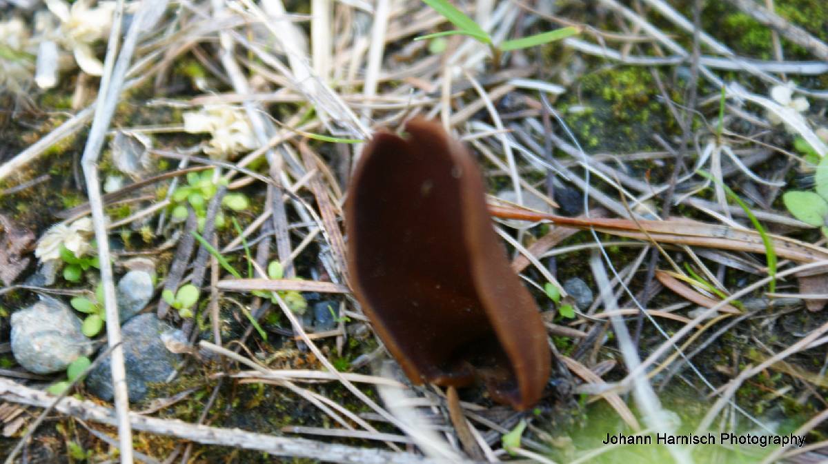 Helvella silvicola image