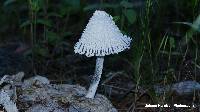 Coprinopsis nivea image