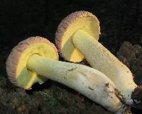 Xerocomus hortonii image