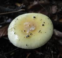 Amanita sect. Vaginatae image