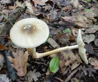 Amanita brunnescens image