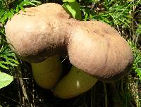 Tylopilus rubrobrunneus image