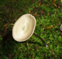 Entoloma conicum image