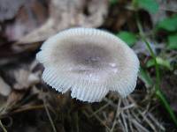 Amanita pachysperma image