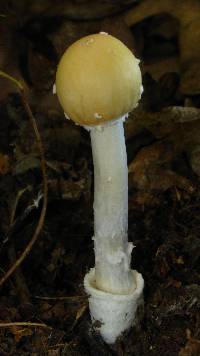 Amanita velatipes image