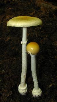 Amanita velatipes image