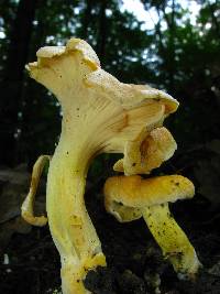 Cantharellus lateritius image