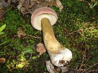 Tylopilus rubrobrunneus image