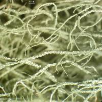 Usnea ceratina image