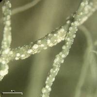 Usnea ceratina image