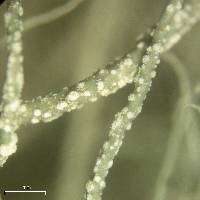 Usnea ceratina image