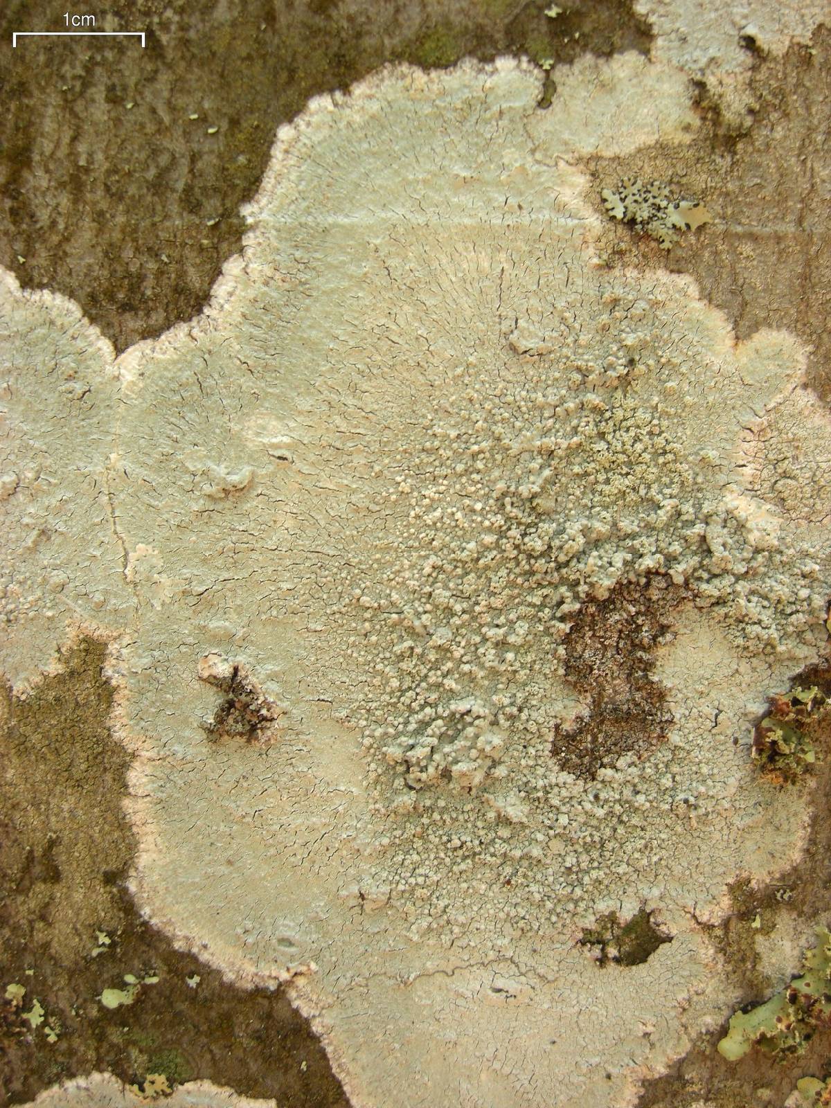 Loxospora pustulata image