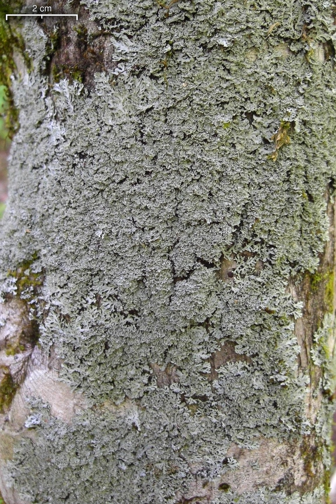 Heterodermia squamulosa image