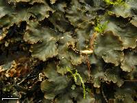 Peltigera phyllidiosa image