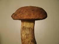 Boletus vermiculosus image