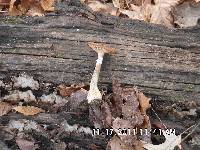 Armillaria gallica image