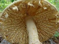 Amanita ravenelii image