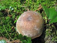 Russula modesta image