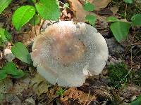 Russula modesta image