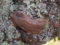 Phellinus pomaceoides image