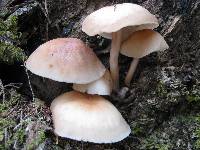 Gymnopus fusipes image