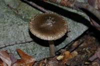 Amanita borealisorora image