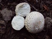 Lycoperdon subcretaceum image