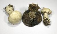 Agaricus benesii image