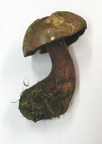 Boletus rubrosanguineus image