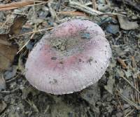 Russula mariae image