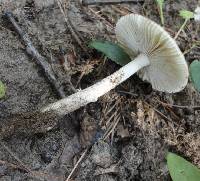 Amanita sect. Vaginatae image