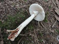 Amanita brunnescens image