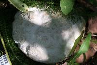 Calvatia booniana image