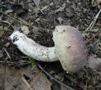 Russula mariae image