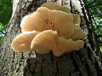 Pleurotus populinus image