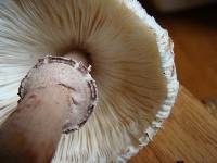 Leucoagaricus americanus image