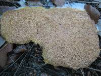 Fuligo septica image