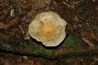 Lactarius deceptivus image