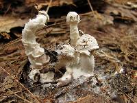 Hypomyces hyalinus image