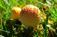 Amanita amerimuscaria image