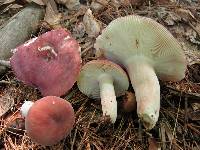 Russula mariae image