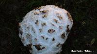 Calvatia booniana image