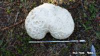 Calvatia booniana image