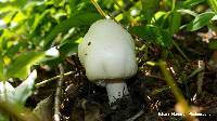 Agaricus silvicola image