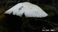 Agaricus silvicola image