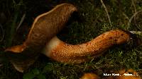 Tricholoma aurantium image